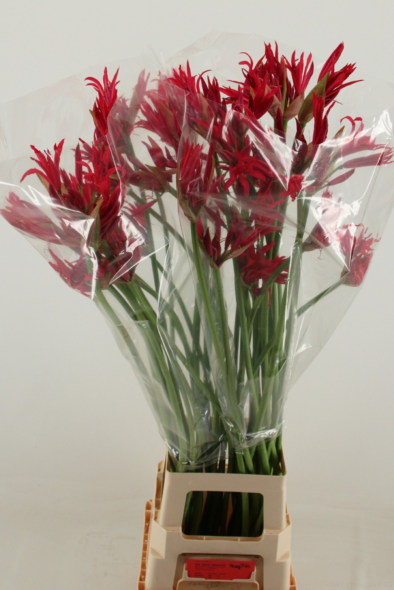 Нерине Дейзи 90, шт.