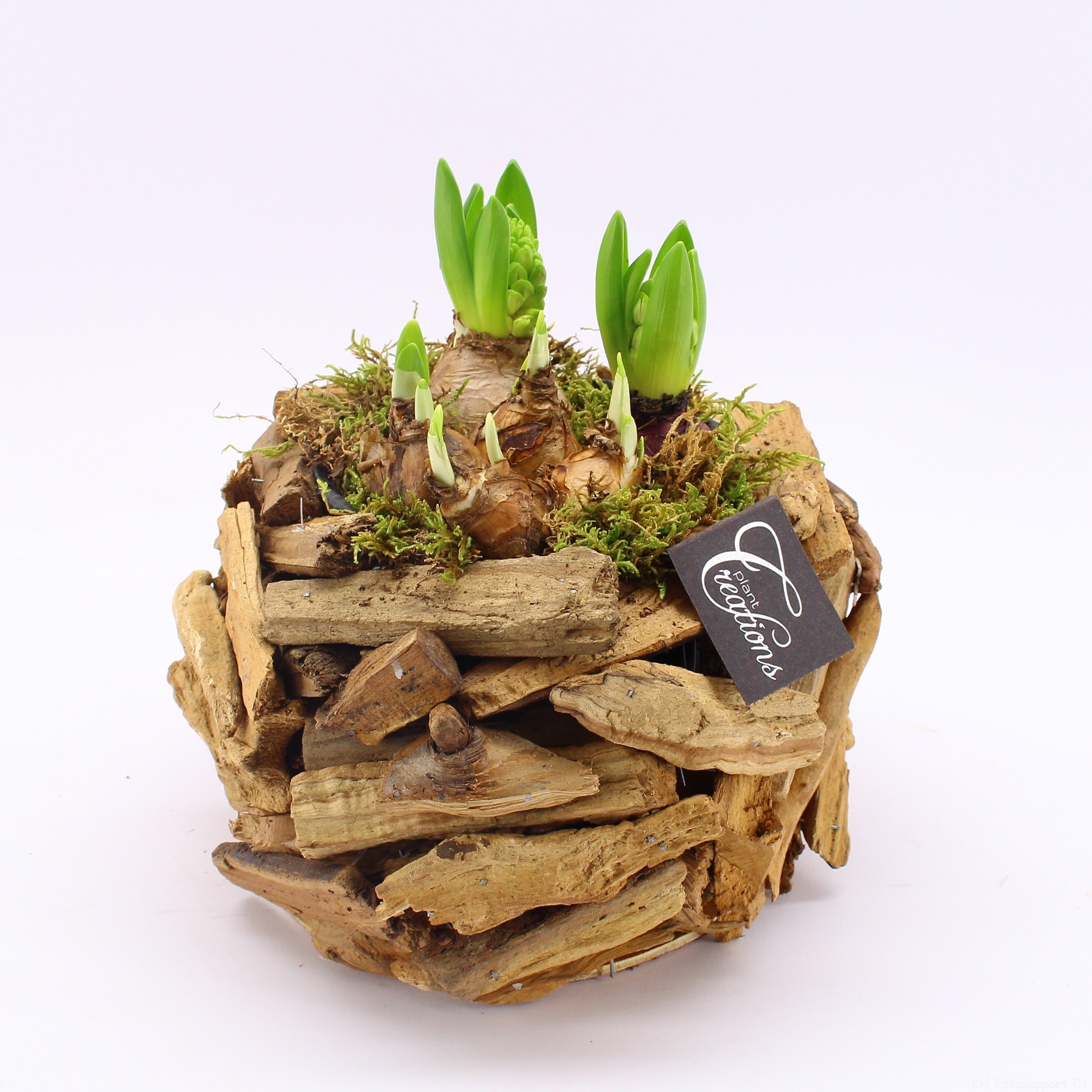 BLCR-2607 Bulbs creations, D 20