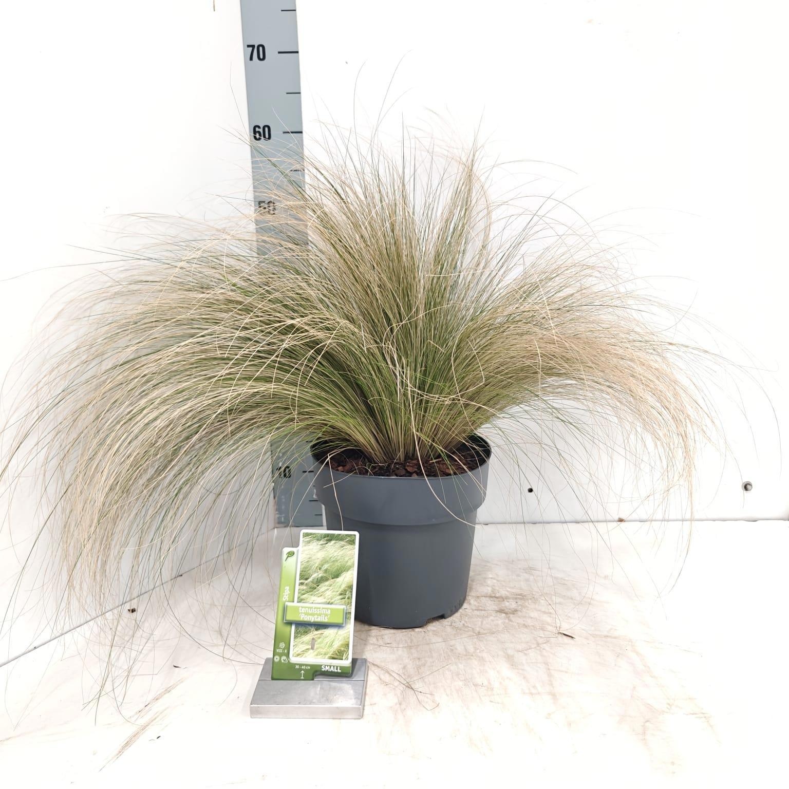 Stipa tenuissima 'Ponytails', D 23