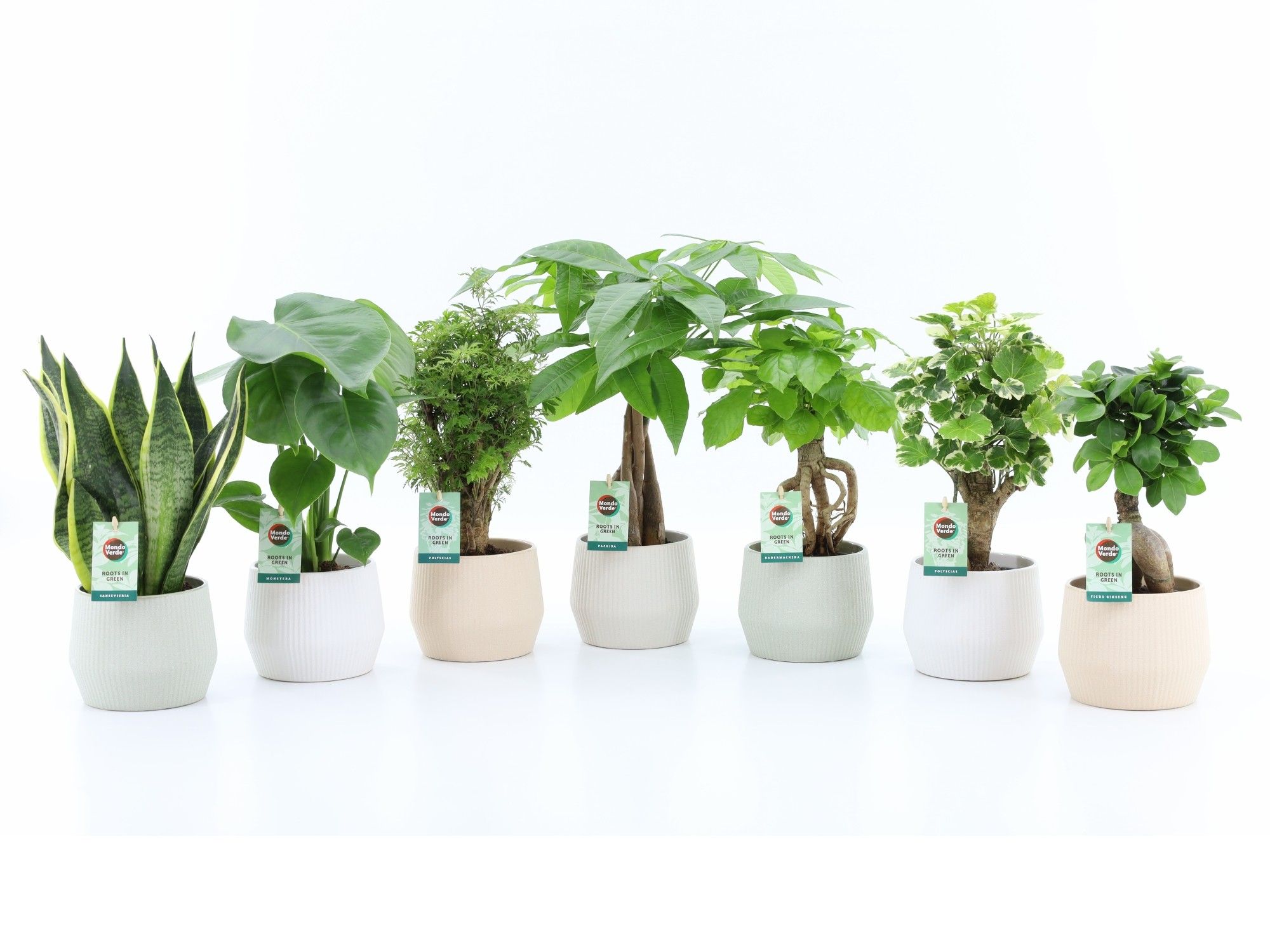 Exotic Green Mix in Sandy keramiek, D 15 cm