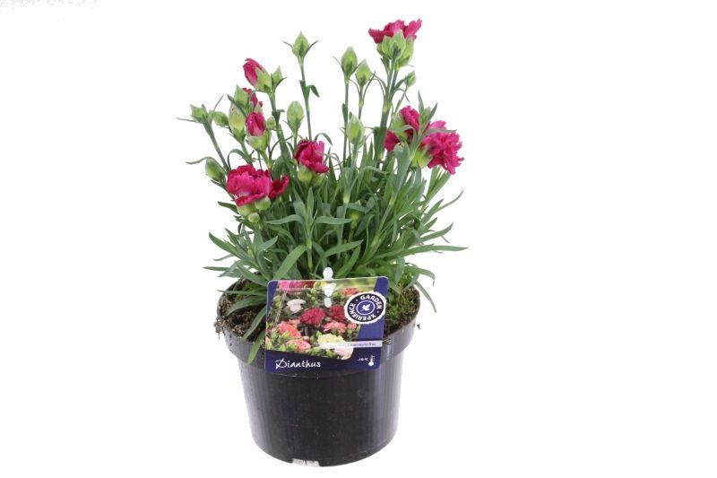 Dianthus caryophyllus Naomi, D 13