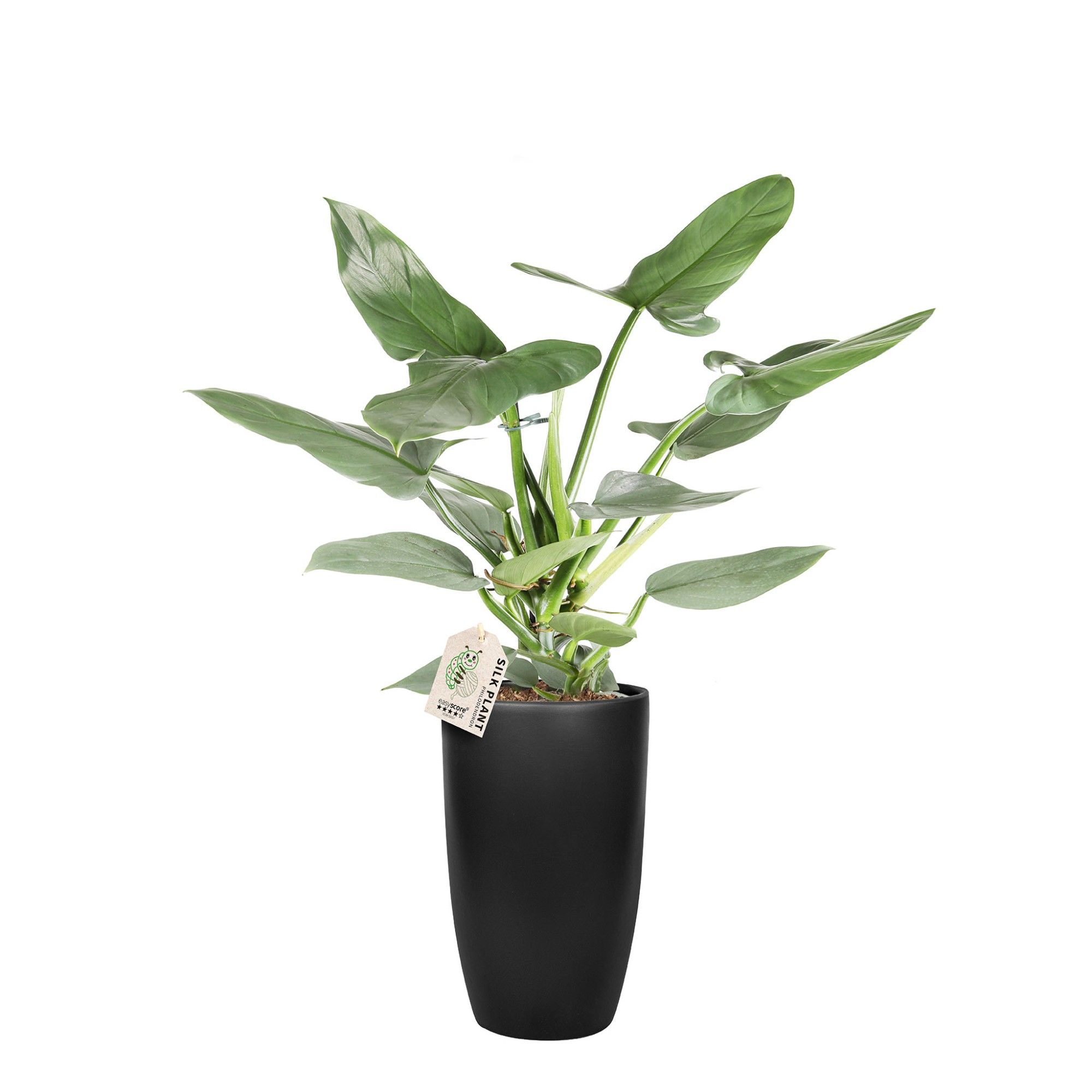 Classic Black, Philodendron ´Silver Sword´, D 19