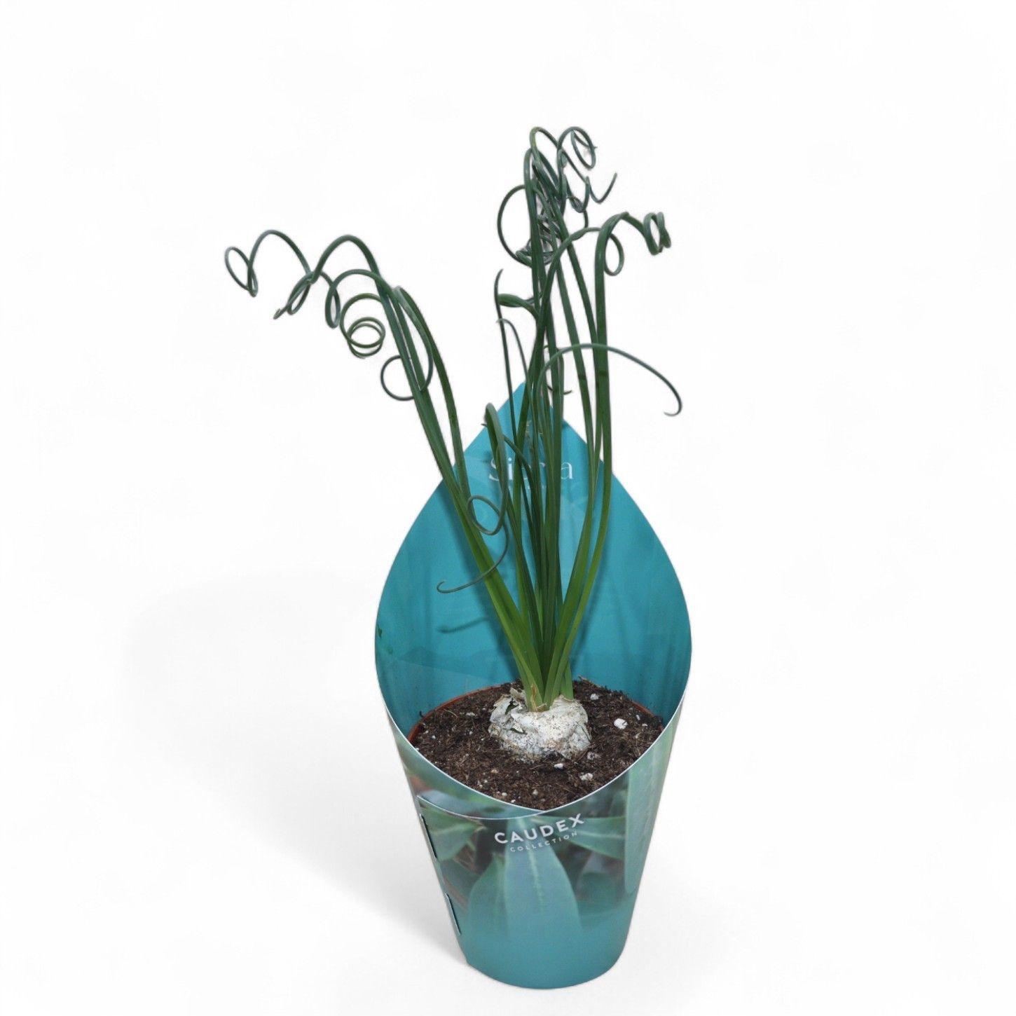Sierra's® - Albuca Spiralis Caudex (Exclusive), D 8,5