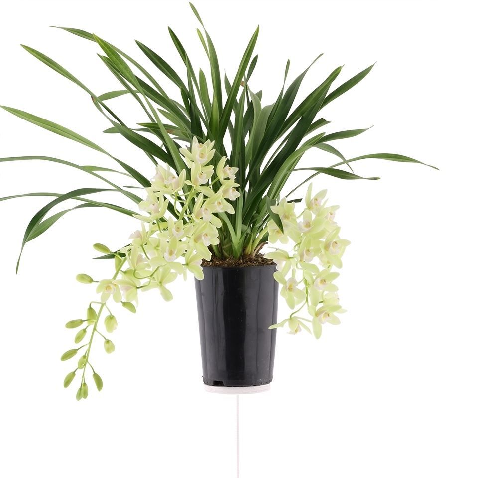 Cymbidium p14 cascade Jennifer 2T, D 14