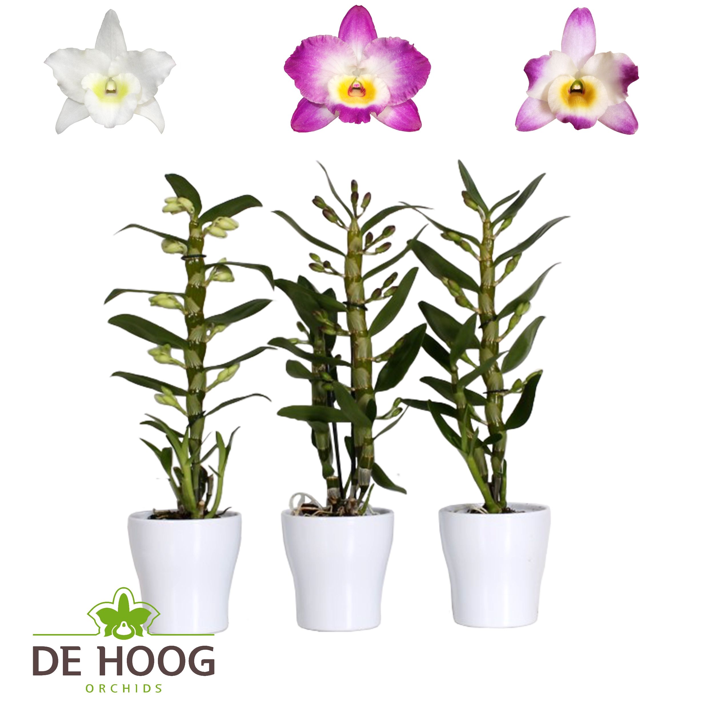 Dendrobium Nobile Mix 1 stam 7+ tros Anna Keramiek, D 12
