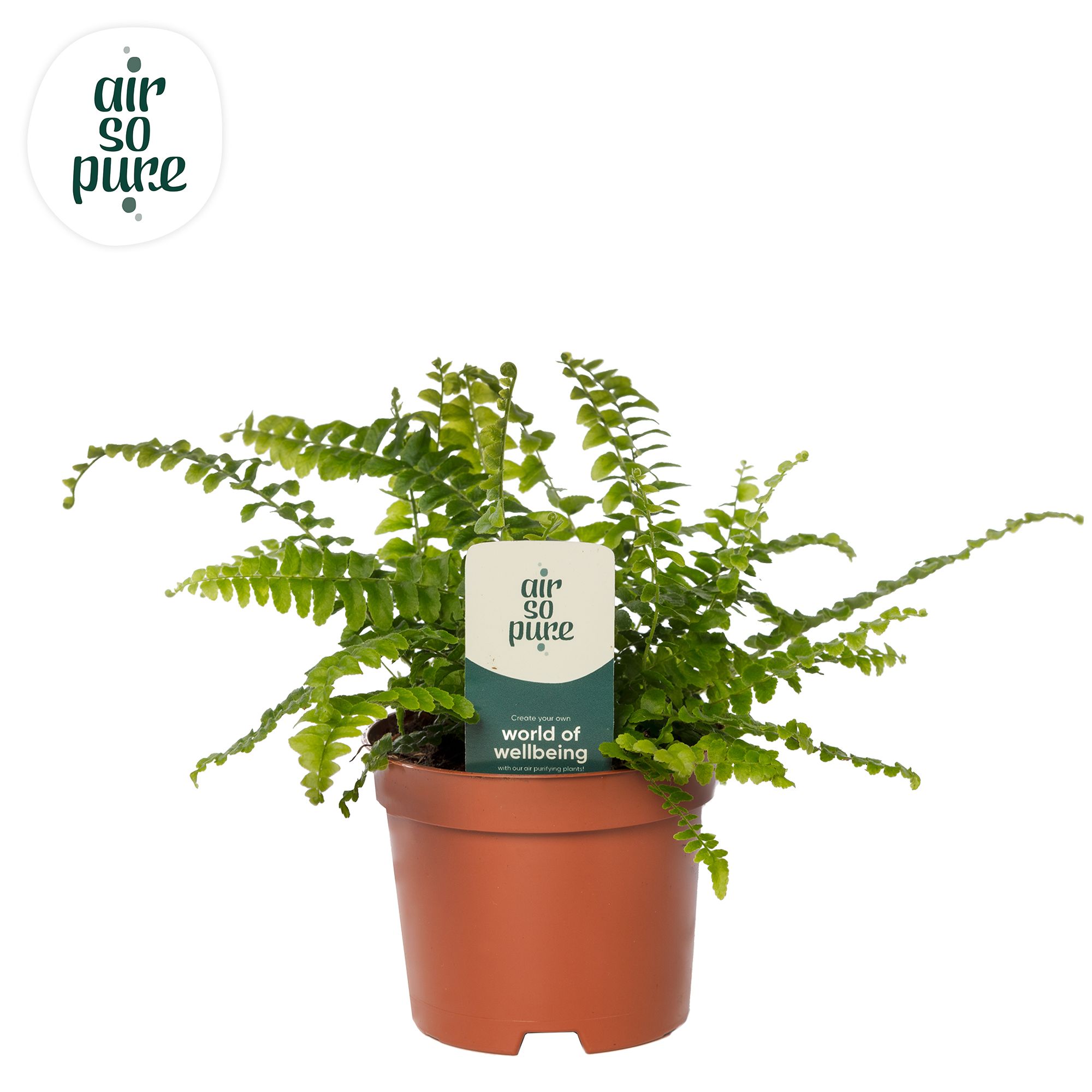 Nephrolepis Green Lady - Air So Pure, D 9