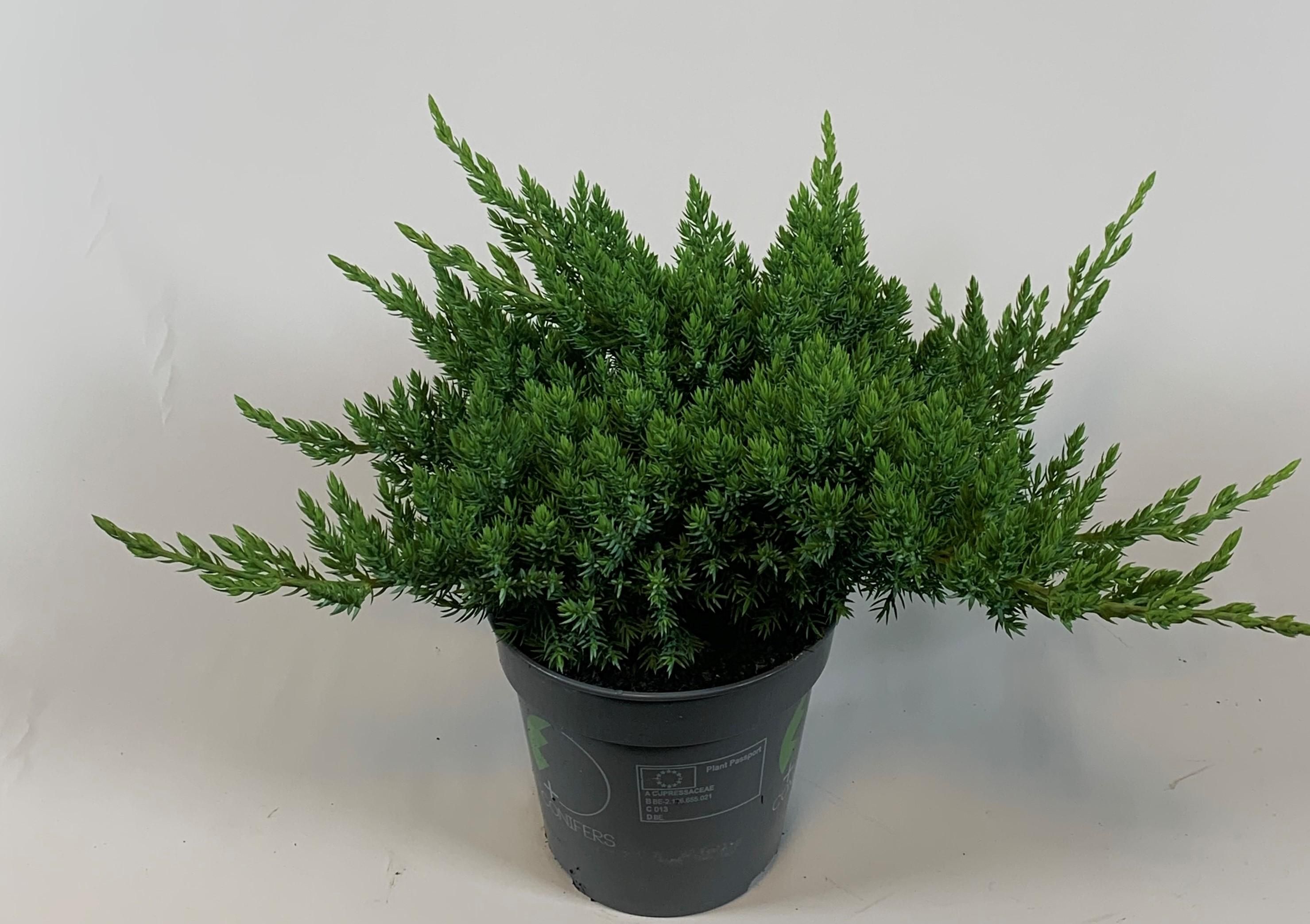 Juniperus procumbens 'Nana', D 13