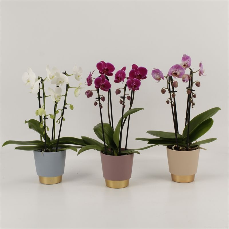 Phalaenopsis Elegant Cascade Duoboga gemengd in Angelina keramiek, D 12