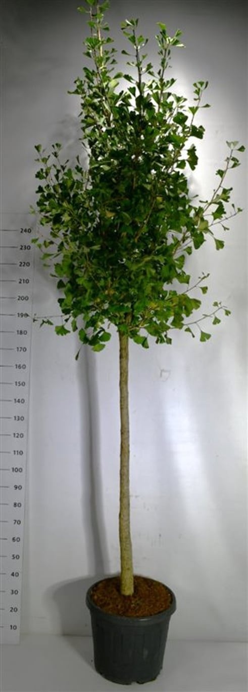 Ginkgo bil. 'Autumn Gold', D 50