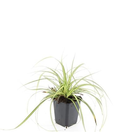 Carex oshim. 'Evergold', D 9 cm