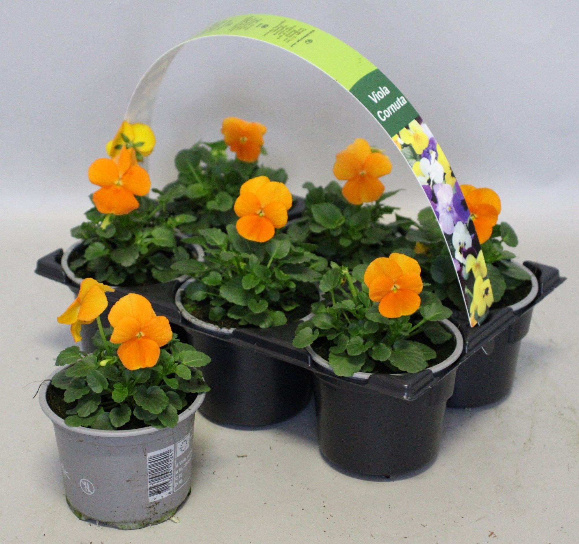 Viola cornuta 6-pack 9cm Orange, D 9 cm Viola cornuta 6-pack 9cm Orange, D 9 cm