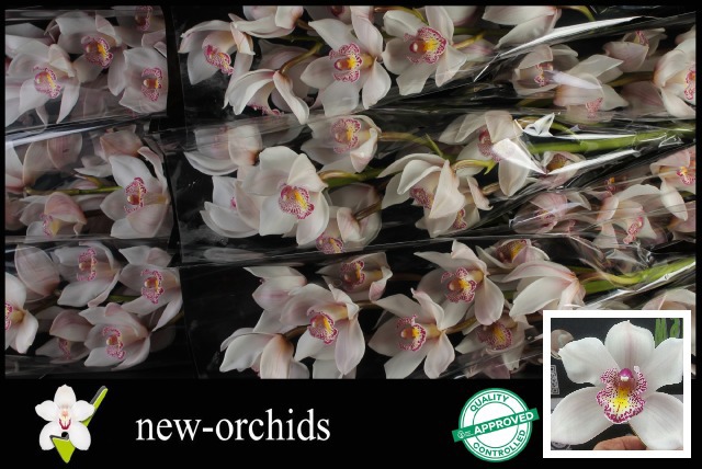 Цимбидиум Ноордерлихт x9 60, шт.