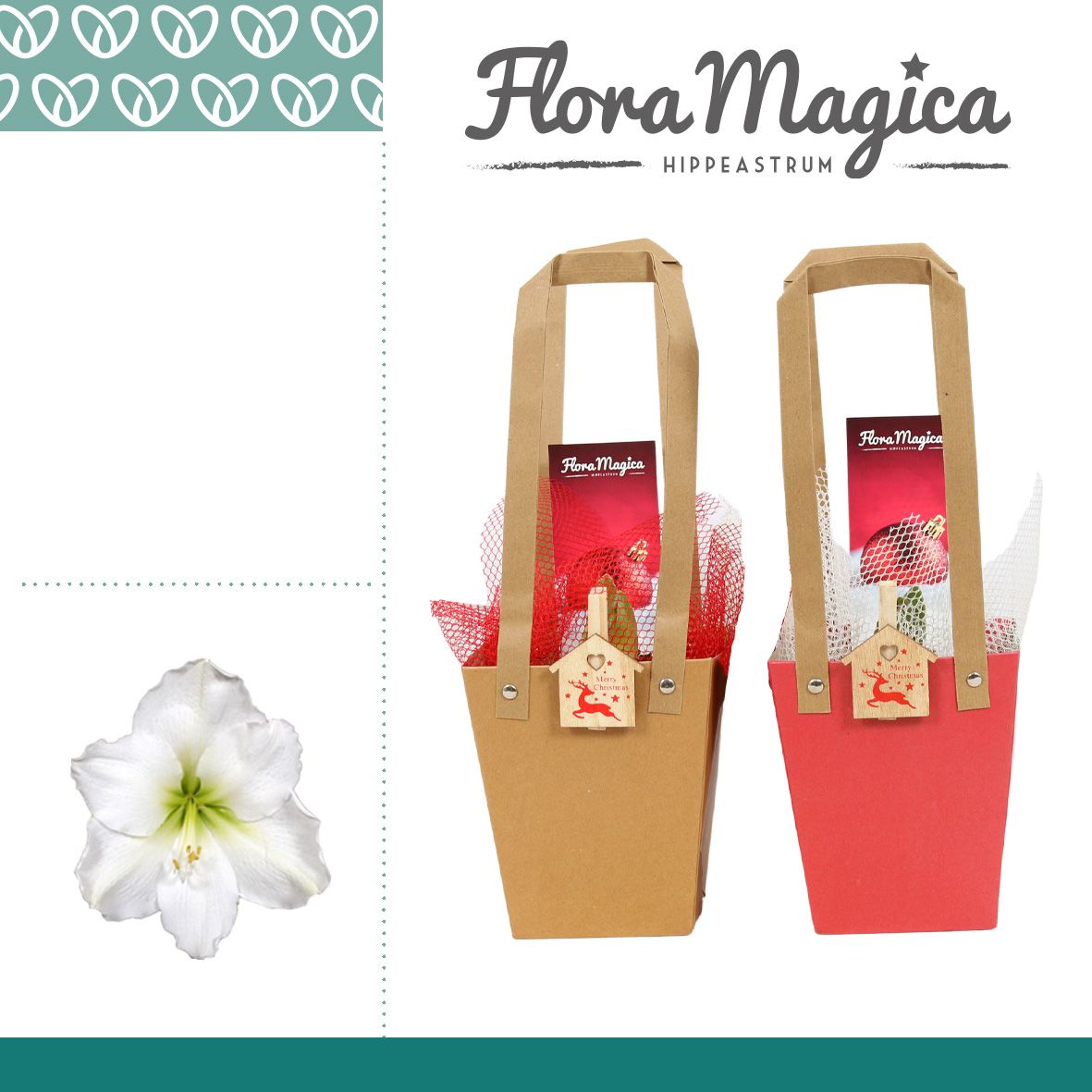 Amaryllis Wit 2 Knop in Giftbag KERST, D 12 cm