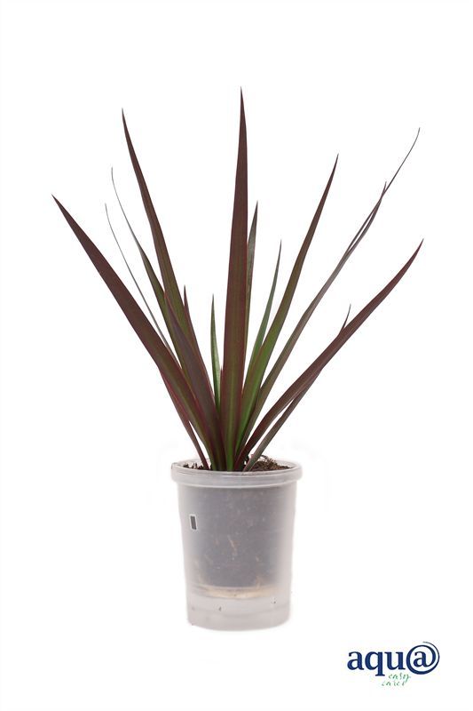 Dracaena p06 marginata Aqu@, D 6