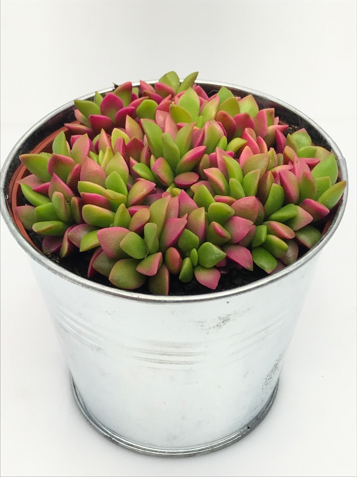 45Pink Lips zinkpot Anacampseros rufescens 8,5 cm, D 9,5