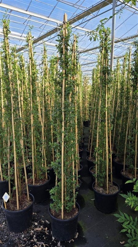 Ceanothus thyr. 'Millerton Point', D 40