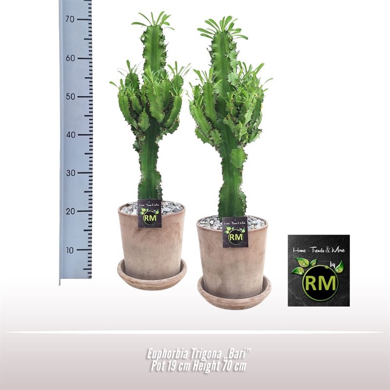 Euphorbia Trigona Bari, D 19 cm Euphorbia Trigona Bari, D 19 cm