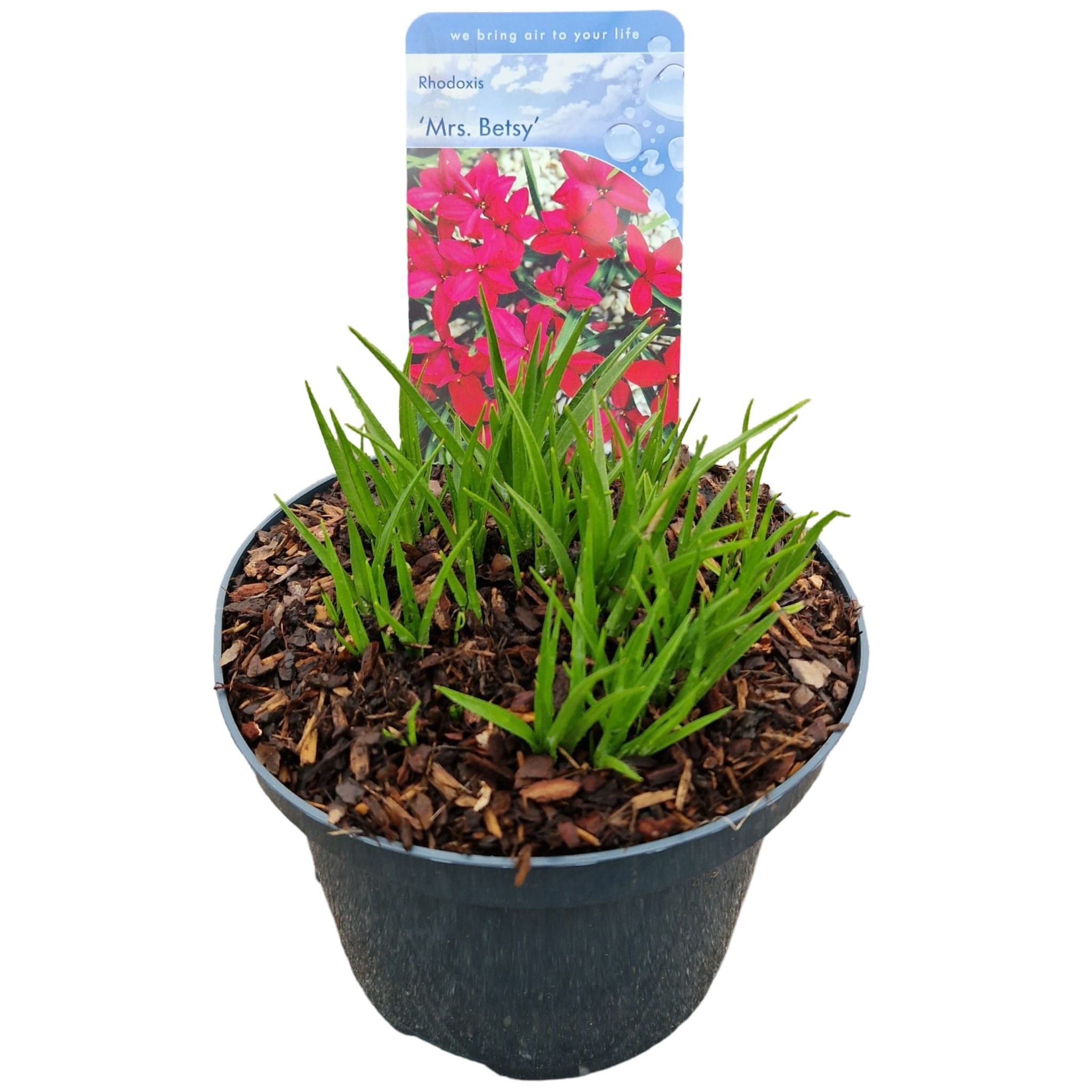 Rhodoxis 'Mrs Betsy'®, D 17