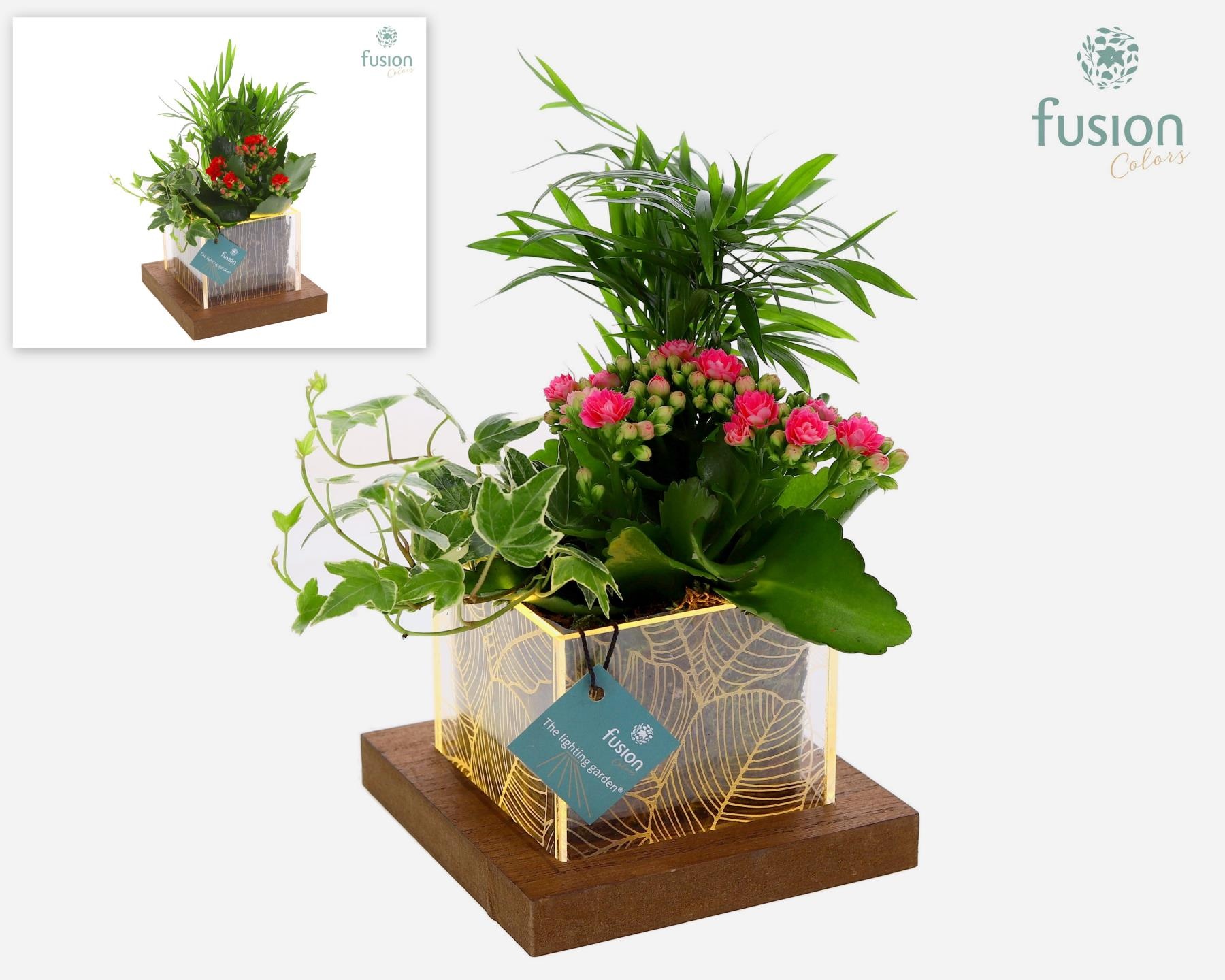 Acryl LED bakje met arrangement, D 15