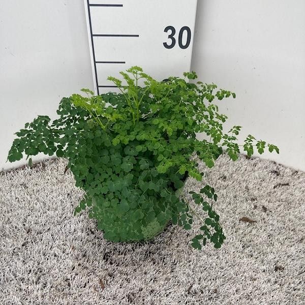 Thalictrum Hybrid 'Splendide', weiss, D 19