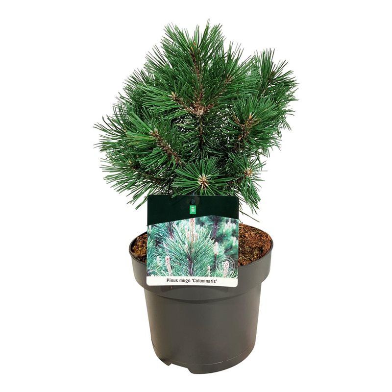 Pinus mugo 'Columnaris', D 21