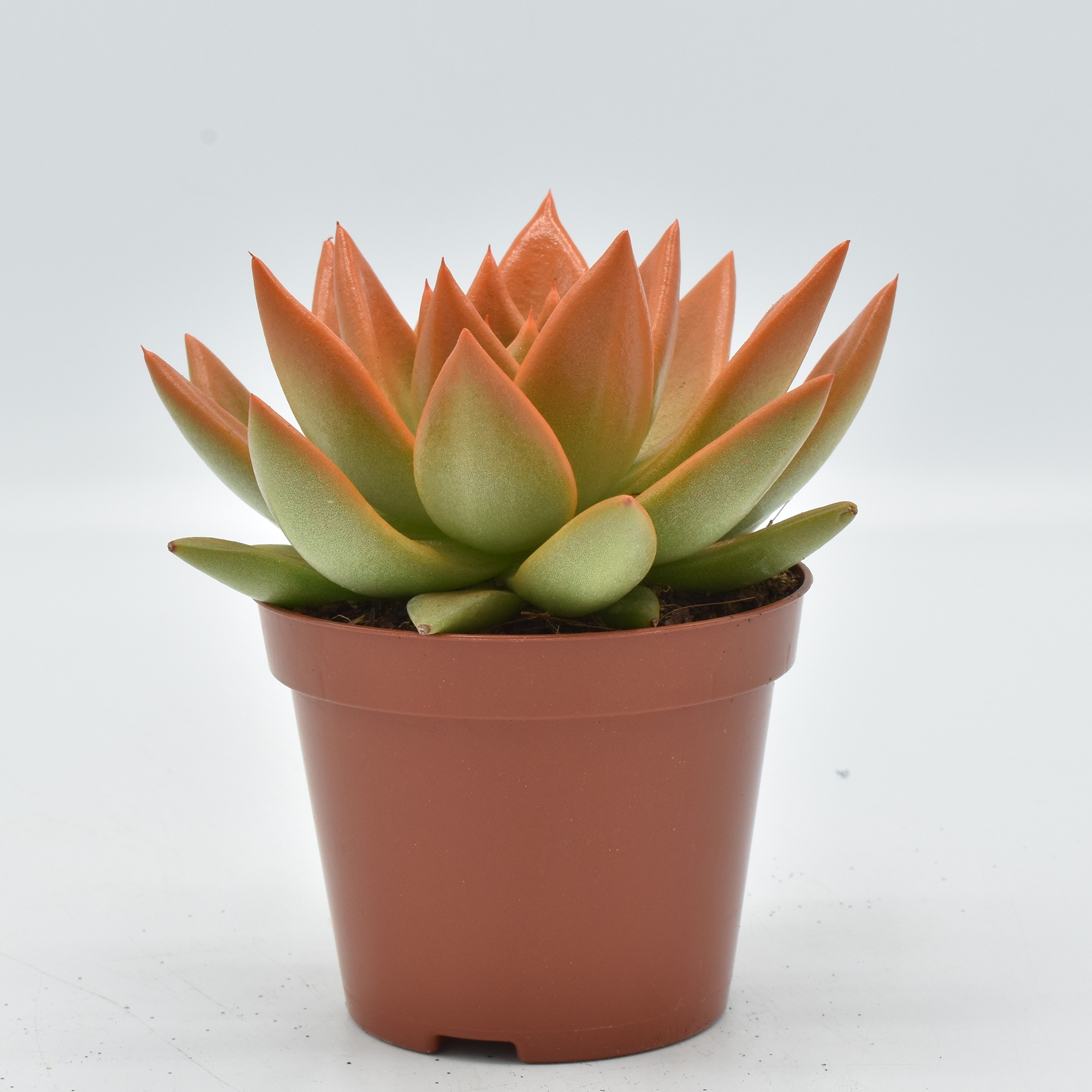 Miranda coloured orange festival, D 8,5 cm