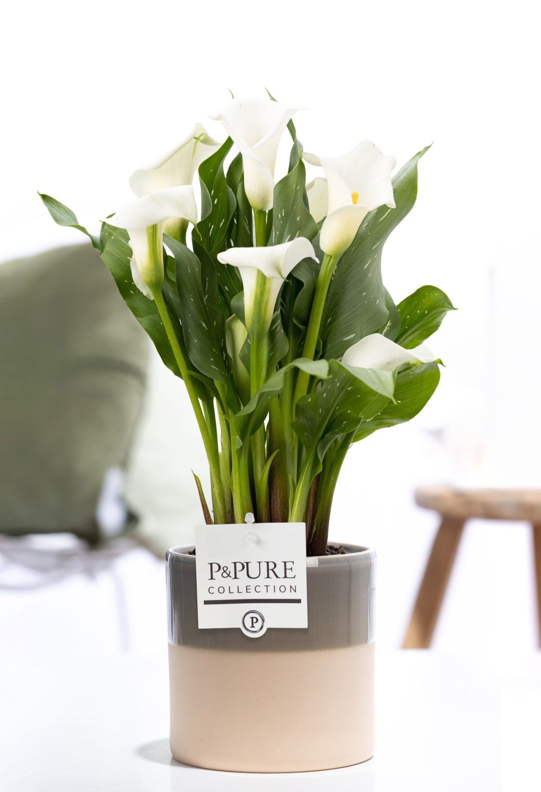 Zantedeschia white in P&PURE Tess 2 ceramics green, D 12