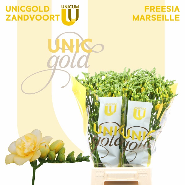 Фрезия дв. Марсель 55, шт.