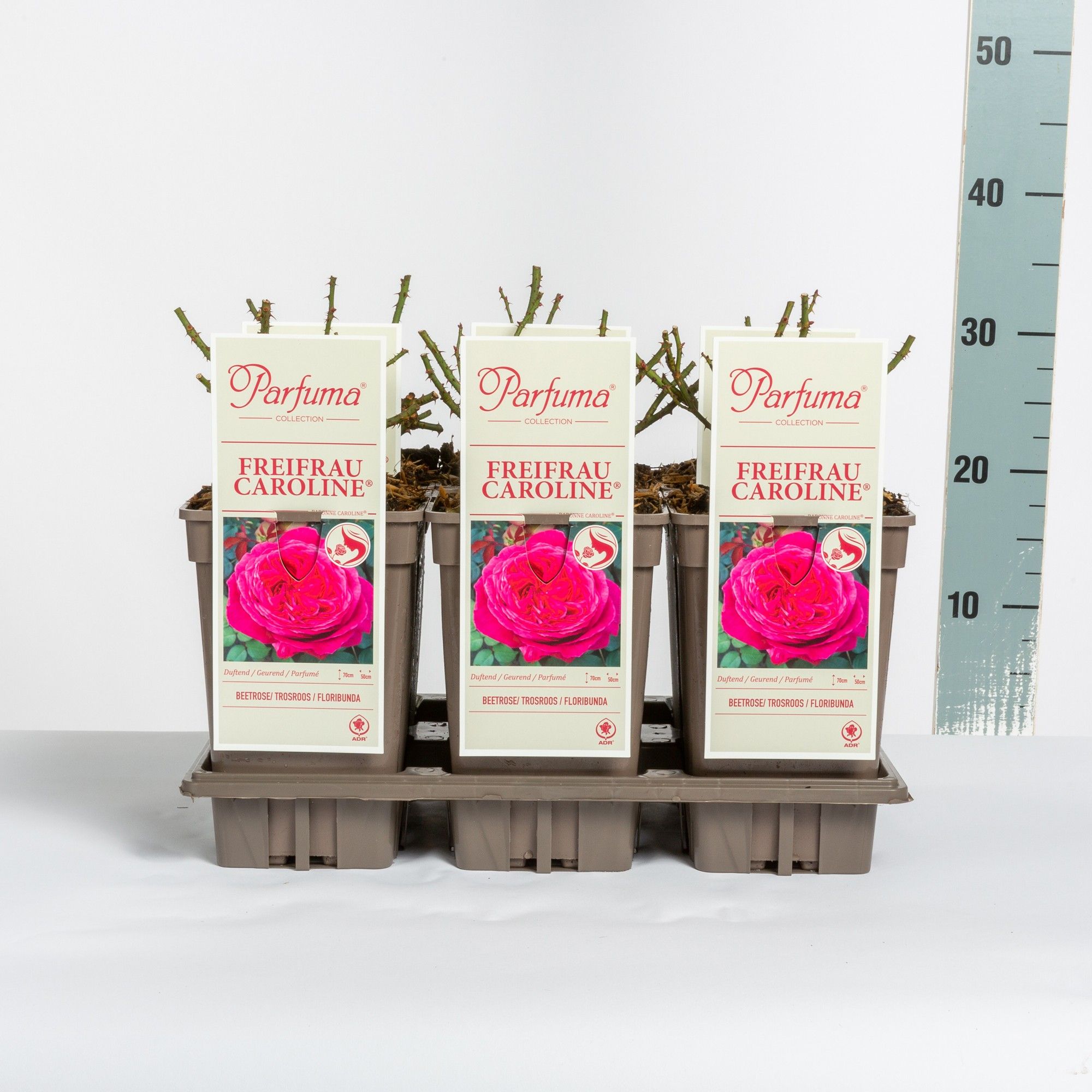 Rosa Parfuma (F) Freifrau Caroline ®, C3, D 17