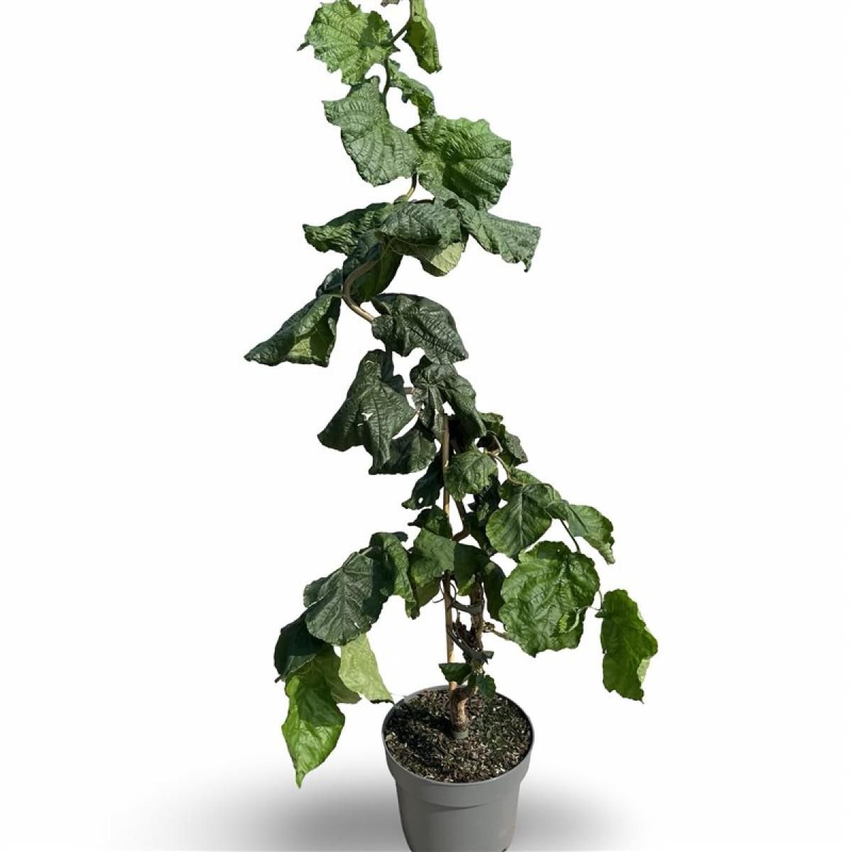 Corylus a. 'Contorta', D 21 cm