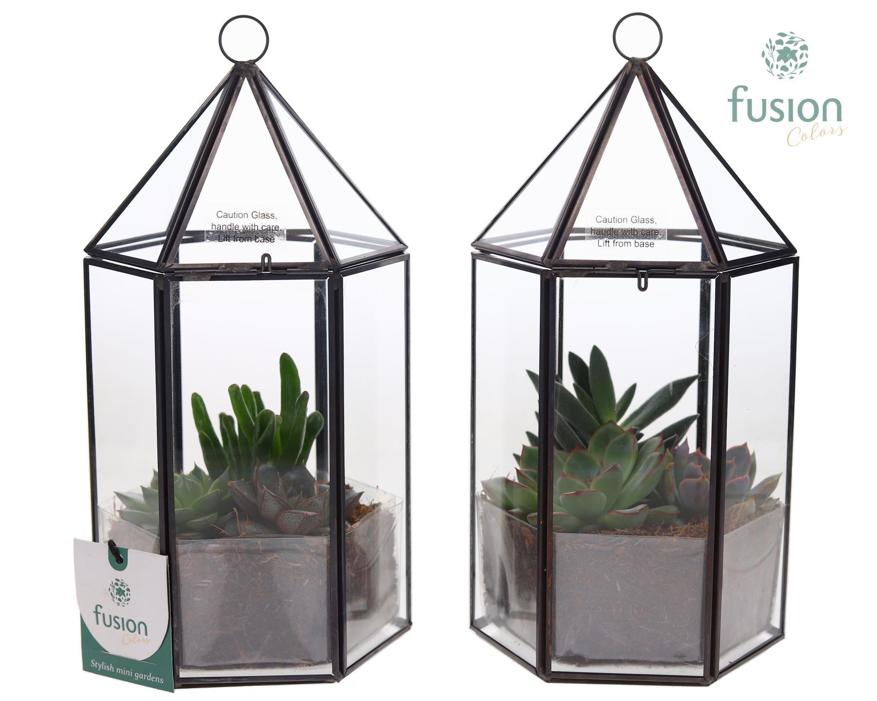 Lantaarn Geometrisch met Succulenten, D 14