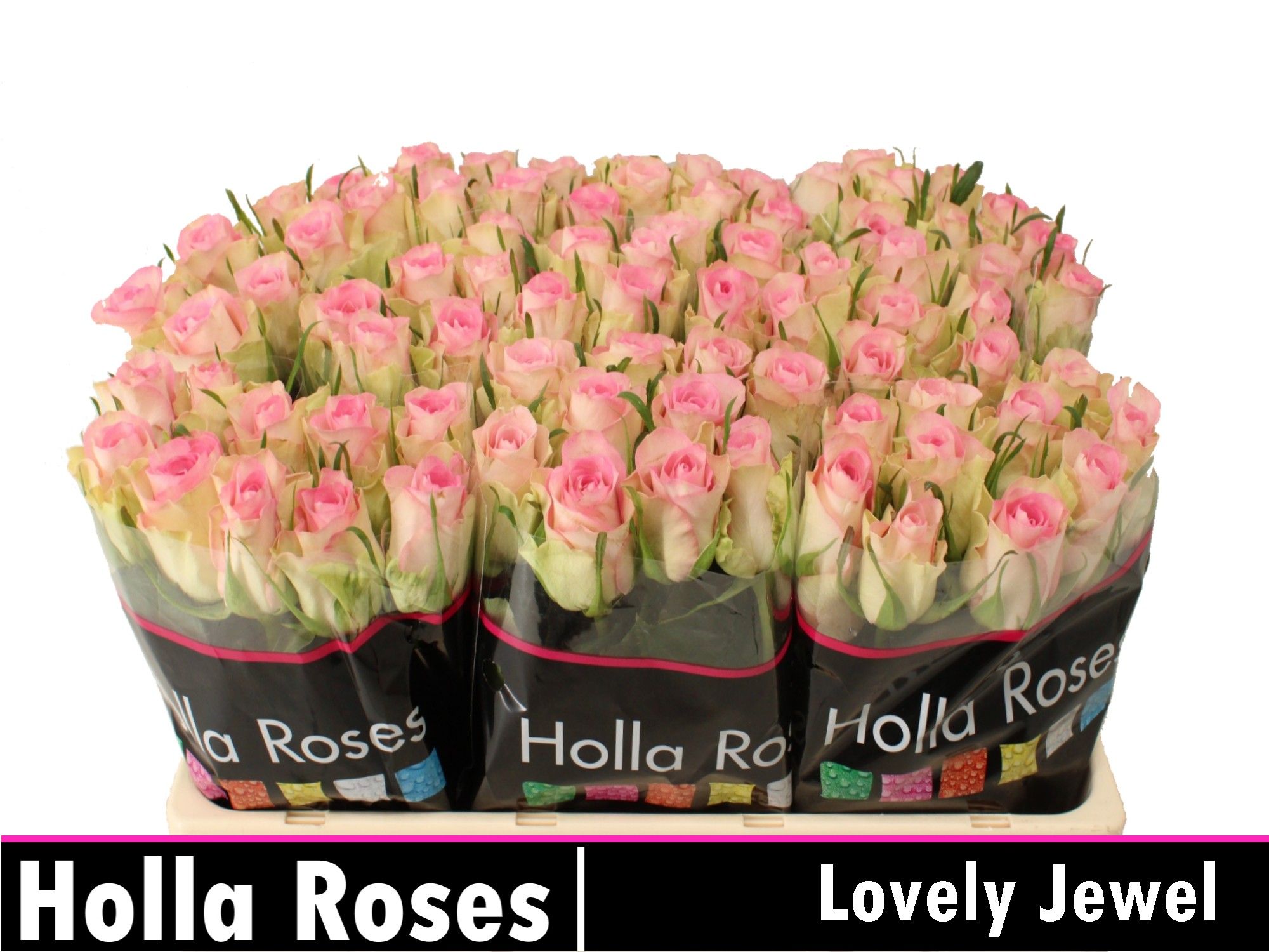 Роза од. Лавли Джевел 50, шт.