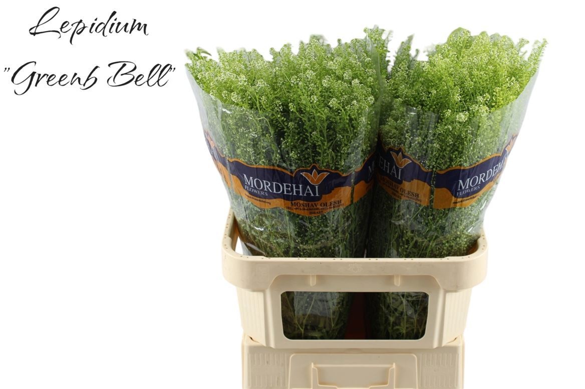 Тласпи Грин Бэлл 80 (зел.), шт.