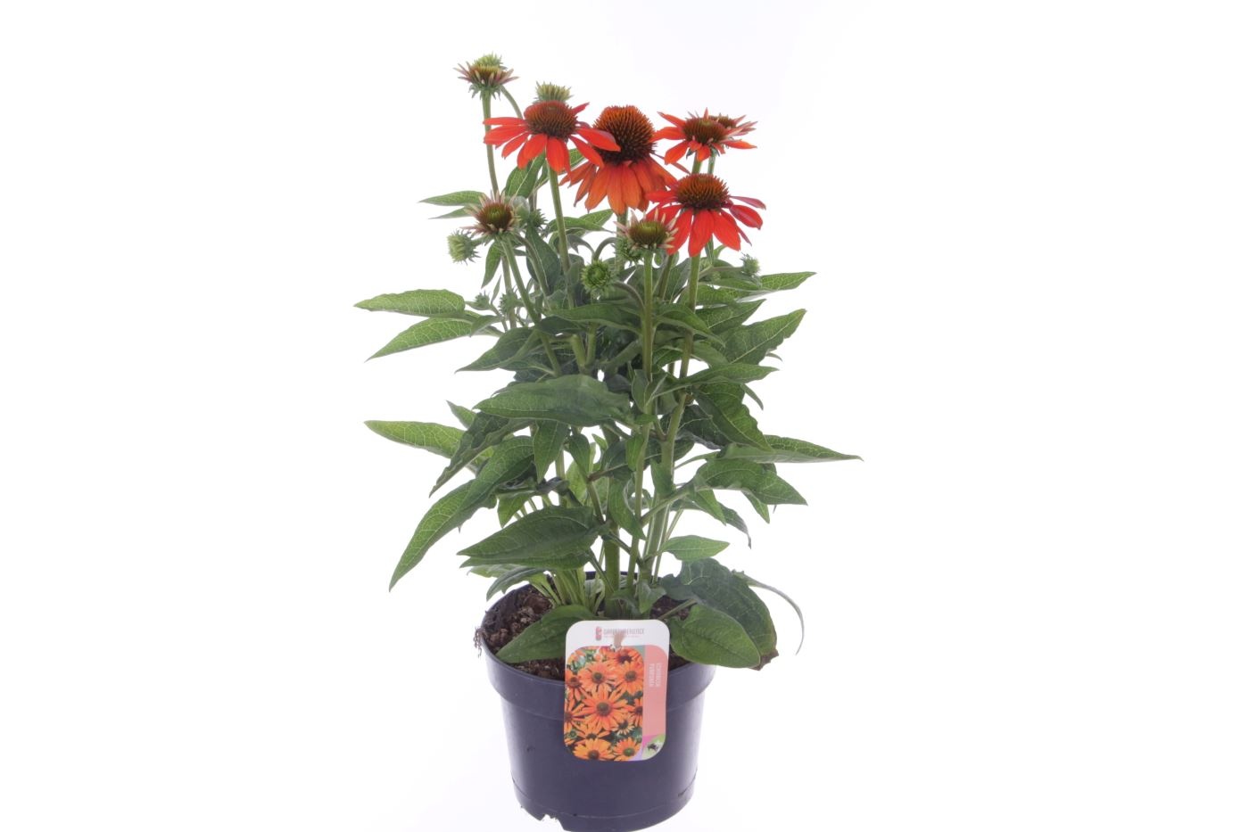 Echinacea purp. Sombrero Orange, D 17