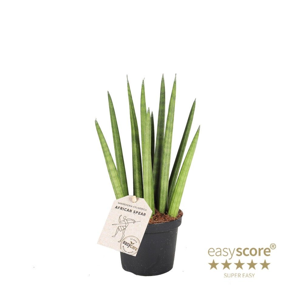SANSEVIERIA CYLINDRICA 'Rocket', D 9
