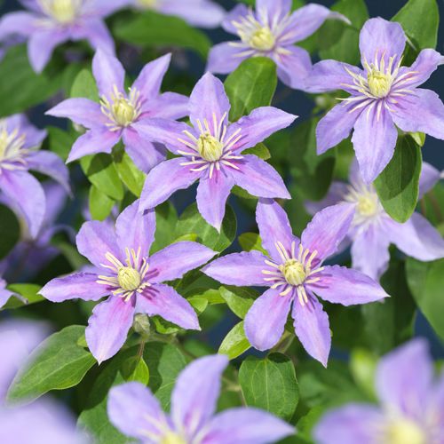 Clematis 'Justa' +3.0 label, D 15