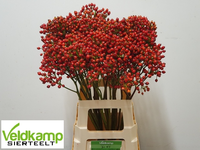 Рузботель Мэджикал Сансет 70, шт.