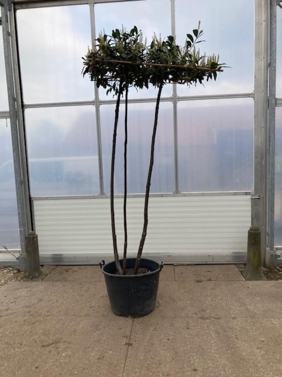 Prunus l. 'Caucasica', dakvorm, D 65