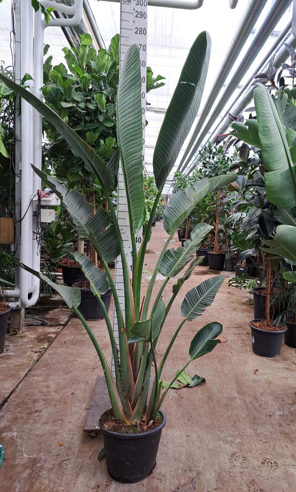 Strelitzia Augusta 250, D 35