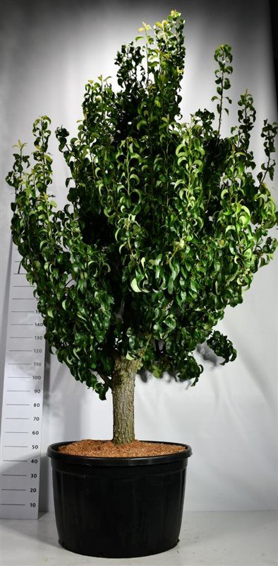 Pyrus c. 'Conference', D 96