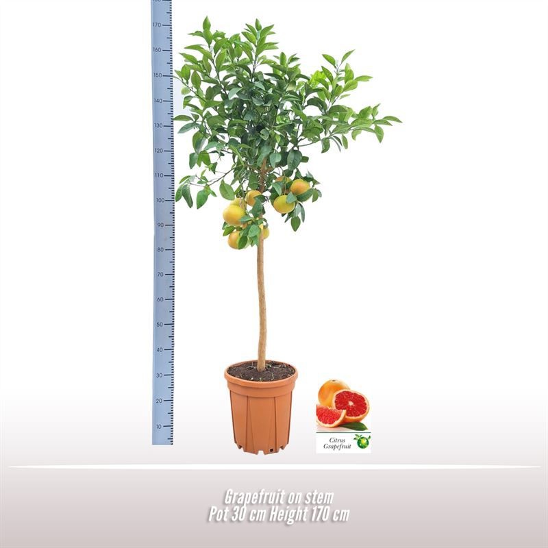 Grapefruit op stam, D 30