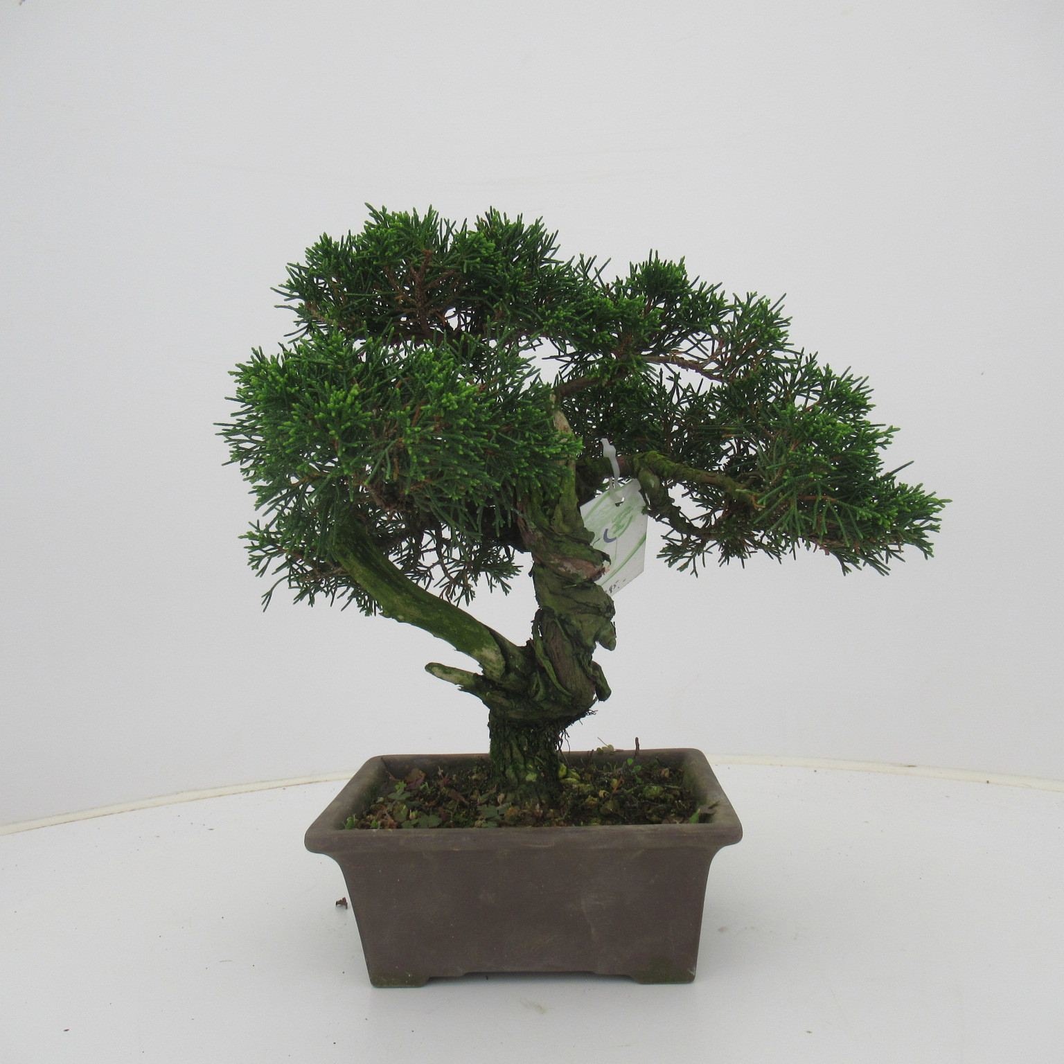Juniperus chinensis, 16 cm., height 30 cm. (single item), D 16 cm
