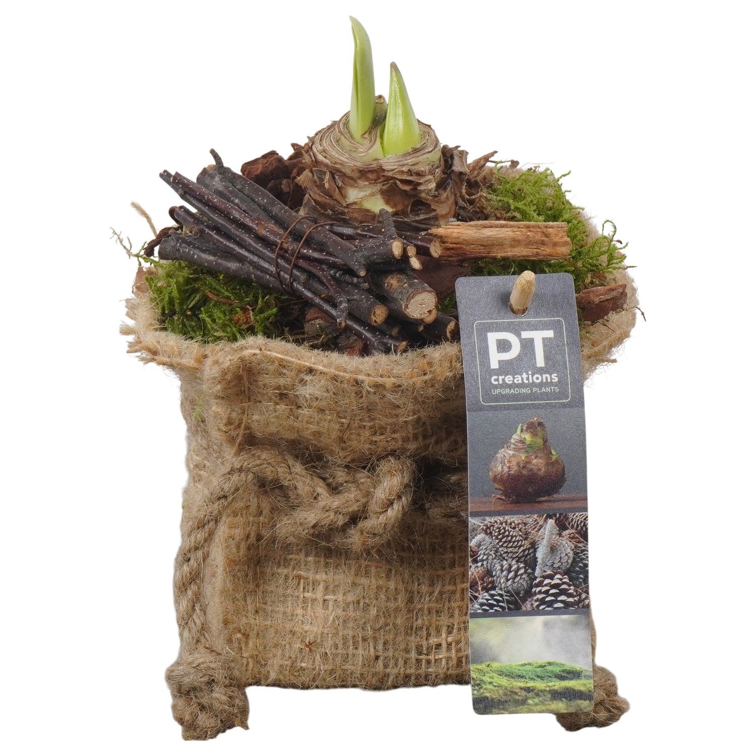 PTAA7562 Arrangement Amaryllis in jute zak, D 10 cm