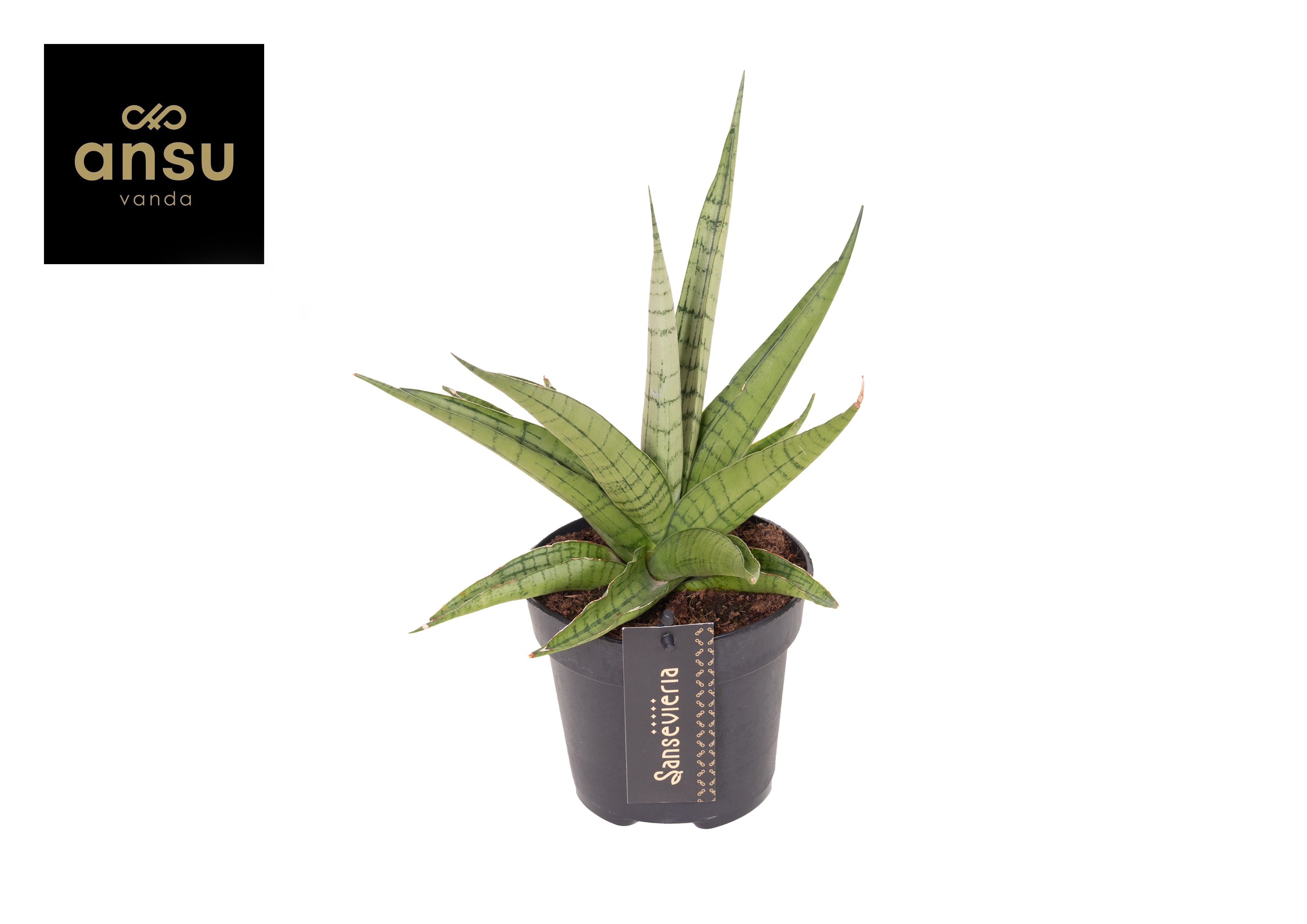 Sansevieria Comet Laurel Grey No. 1, D 12 cm Sansevieria Comet Laurel Grey No. 1, D 12 cm