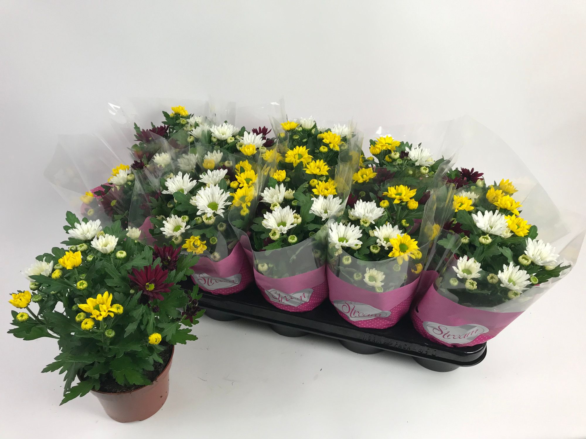 Chrysant Stream Mix Fusion, D 12 cm