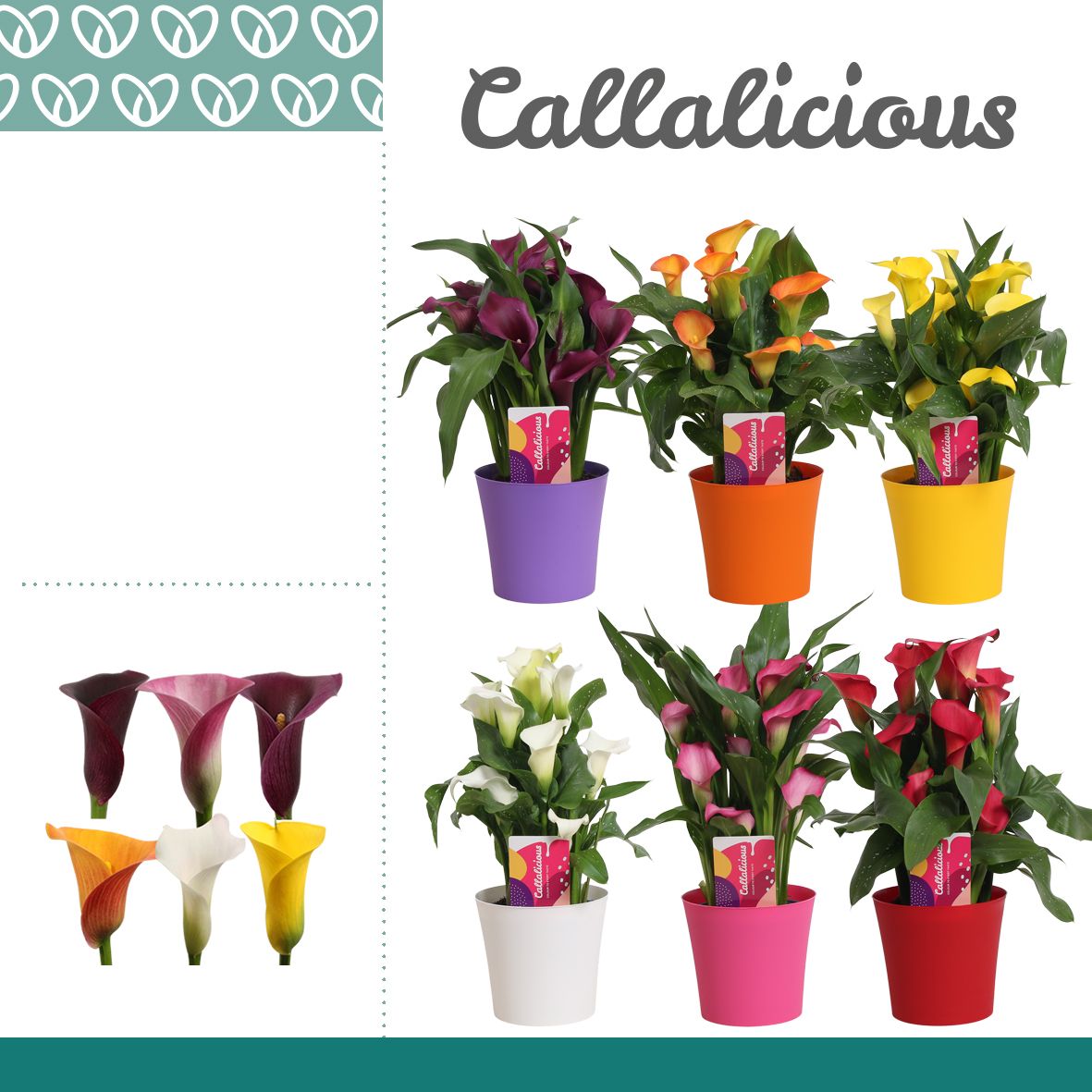 Zantedeschia (Calla) Mix in Ompot Linge, D 14