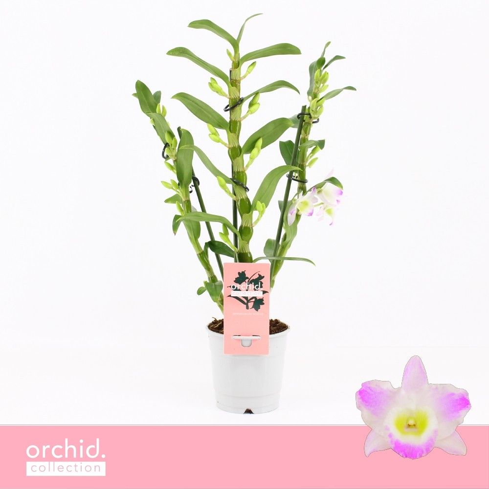 Dendrobium Nobilé, Pandora 3-spike Compact 'Orchid Collection', D 12