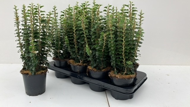 845 Hedera Erecta, D 12