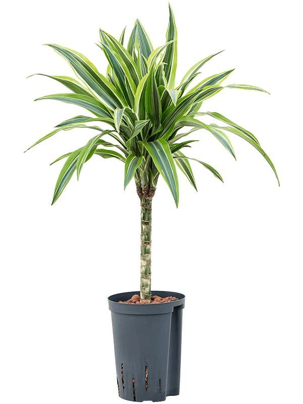Dracaena fragrans 'Lemon Lime', D 15