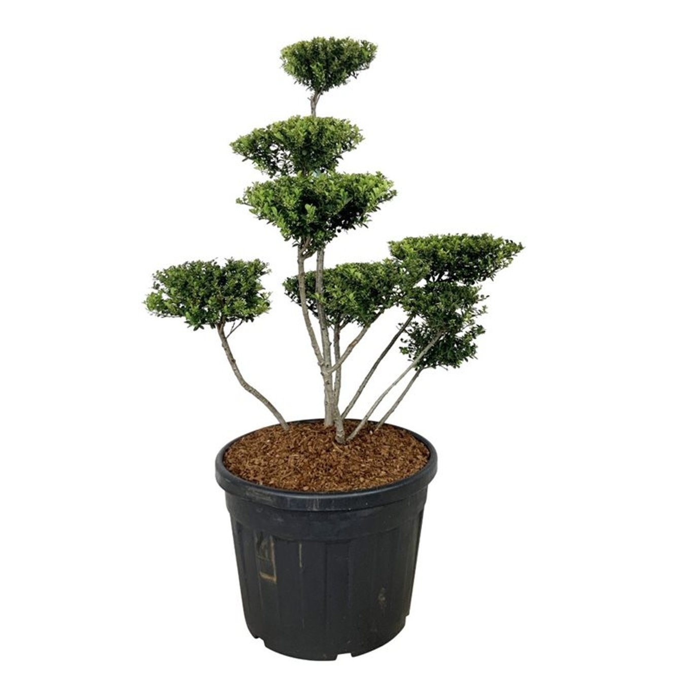 Ilex crenata 'Green Hedge', D 60